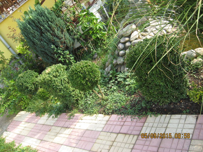 Picture 4383 - 3 ARBUSTI FRUCTIFERI SI ORNAMENTALI