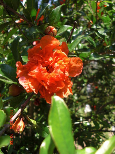 Trandafir Japonez Floare Iunie - Gradina Casa si Plante Rare sau Deosebite pentru Sanatate2