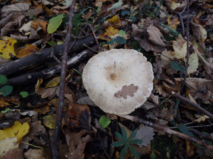 PA180435 - Clitocybe geotropa - Palnioara uriasa