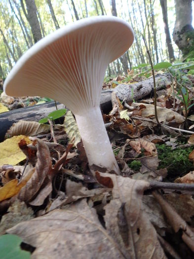 PA180444 - Clitocybe geotropa - Palnioara uriasa