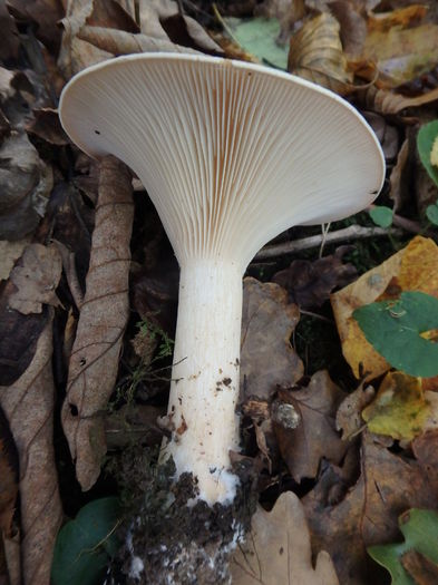 PA180448 - Clitocybe geotropa - Palnioara uriasa