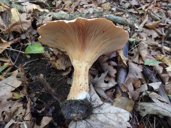 PA180451 - Clitocybe geotropa - Palnioara uriasa