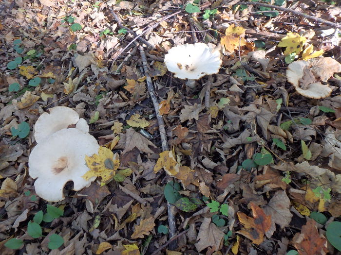 PA180452 - Clitocybe geotropa - Palnioara uriasa