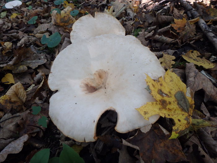 PA180453 - Clitocybe geotropa - Palnioara uriasa