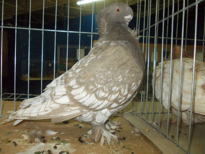 DSCN1444 - Expo tineret 2015 Satu Mare