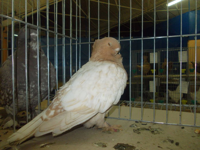 DSCN1445 - Expo tineret 2015 Satu Mare