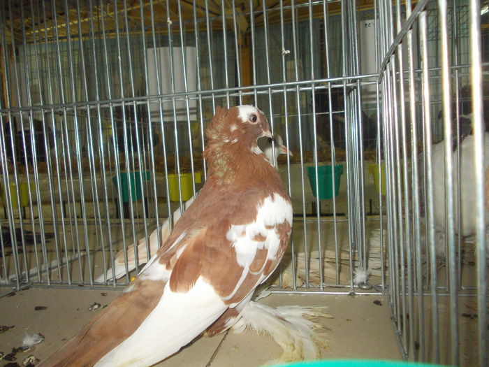DSCN1473 - Expo tineret 2015 Satu Mare