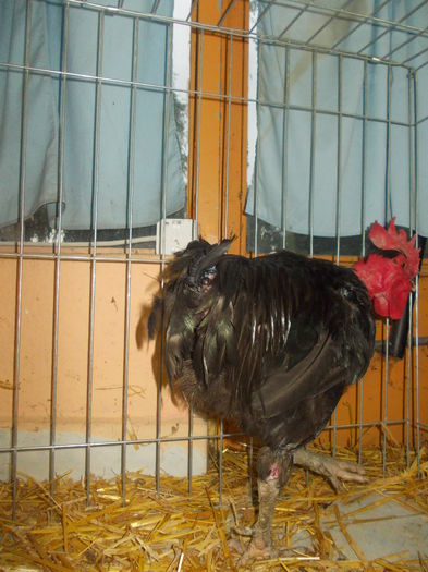 DSCN1557 - Expo tineret 2015 Satu Mare