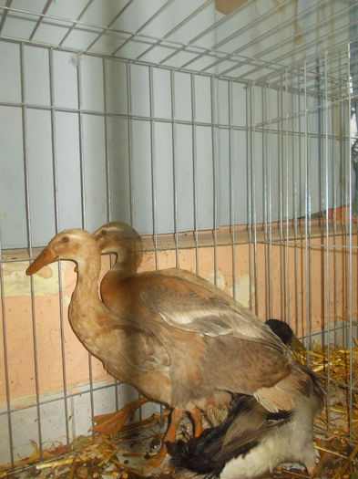 DSCN1568 - Expo tineret 2015 Satu Mare