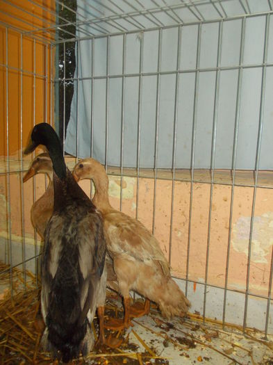 DSCN1569 - Expo tineret 2015 Satu Mare