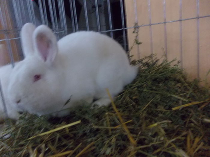 DSCN1599 - Expo tineret 2015 Satu Mare
