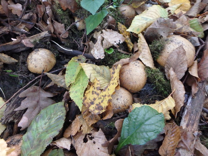 PA180454 - Cortinarius sp