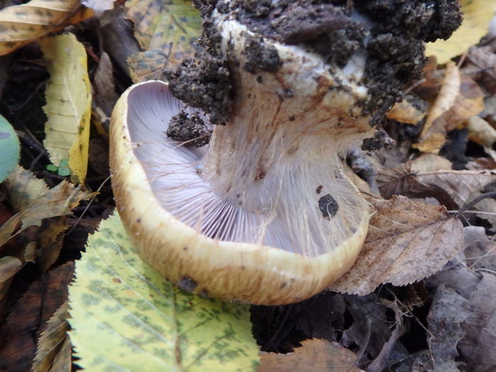 PA180455 - Cortinarius sp