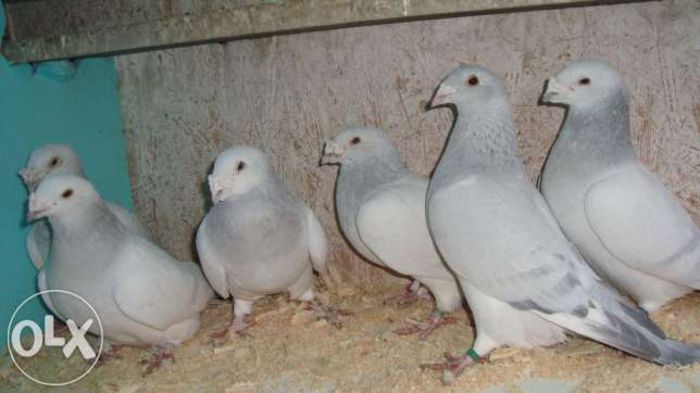 38093439_2_644x461_de-vanzare-porumbei-voiajori-standard-fotografii