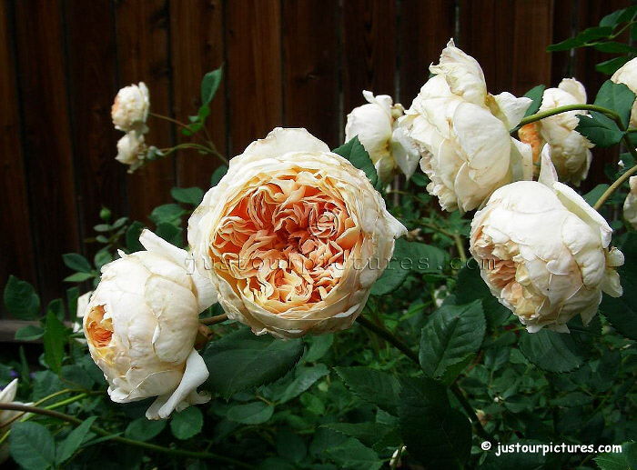 crown-princess-margareta