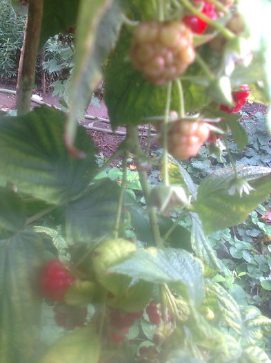 Zmeura " Sugana " 17.10.2015 - Gradina mea