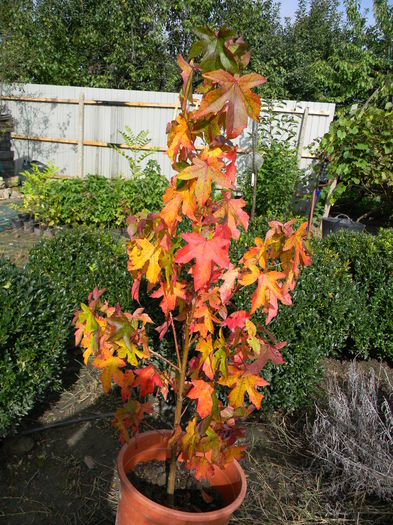 Liquidambar - liquidambar 01 09 2015