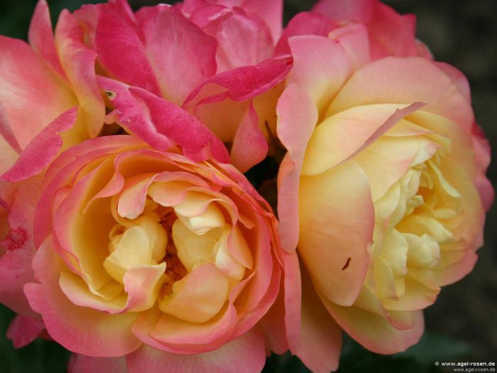 Lampion (Floribunda Rose)