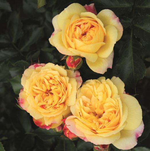Lampion (Floribunda Rose)2