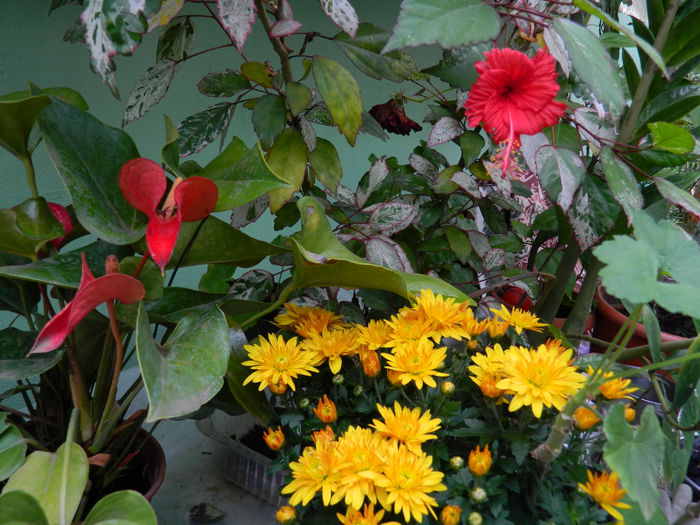 DSCN1619 - 2015_OCTOMBRIE_3