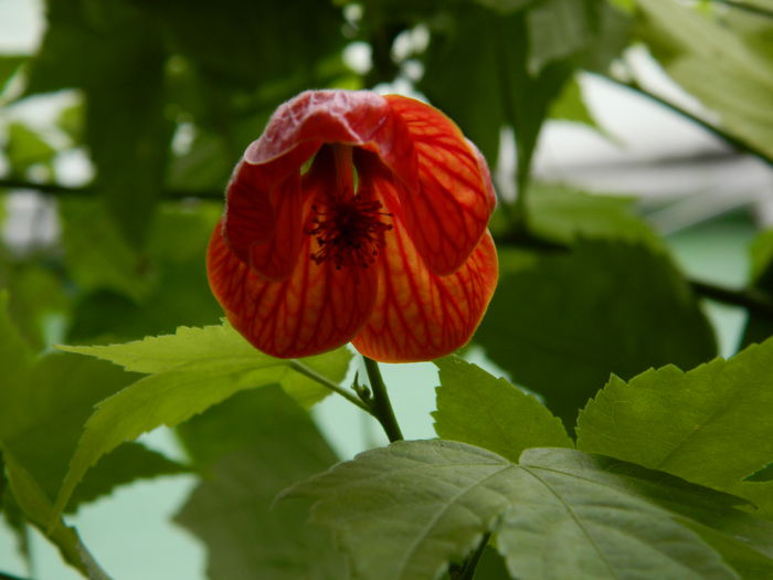 DSCN1621 - 2015_OCTOMBRIE_3