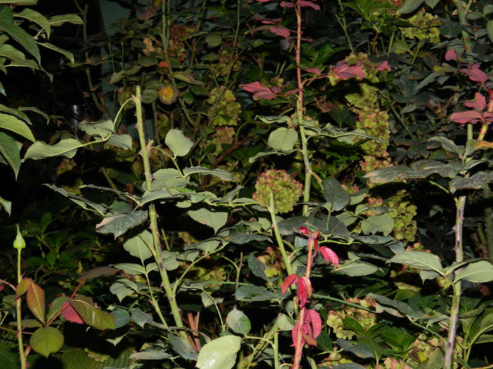 DSCN1649 - 2015_OCTOMBRIE_3