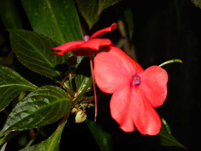 DSCN1684 - 2015_OCTOMBRIE_3