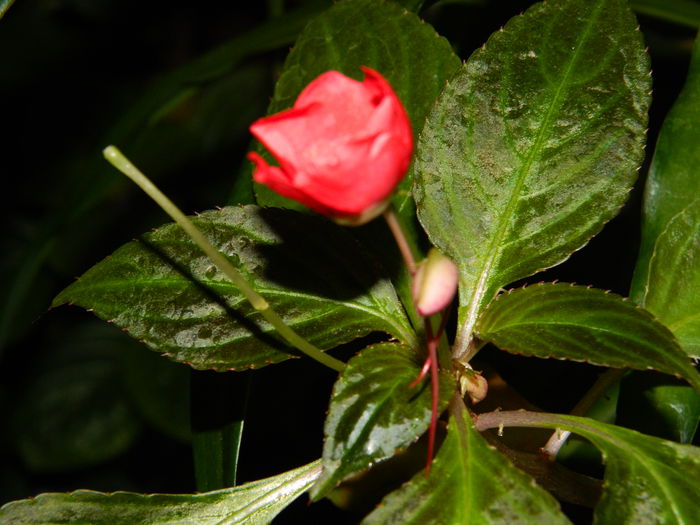 DSCN1685 - 2015_OCTOMBRIE_3
