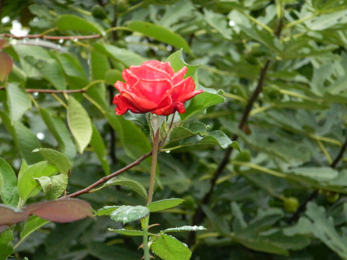 DSCN1687 - 2015_OCTOMBRIE_3