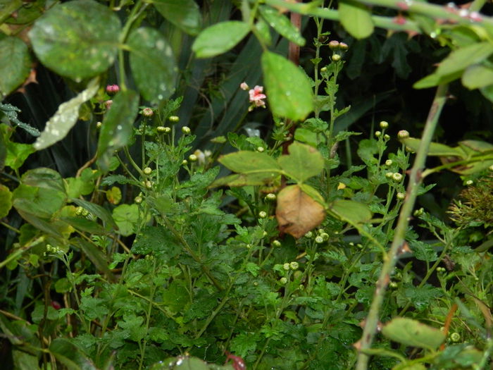 DSCN1705 - 2015_OCTOMBRIE_3