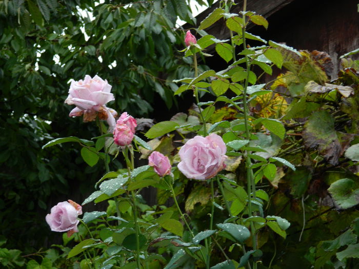 DSCN1706 - 2015_OCTOMBRIE_3