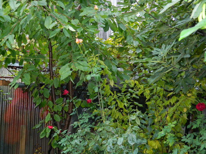 DSCN1707 - 2015_OCTOMBRIE_3