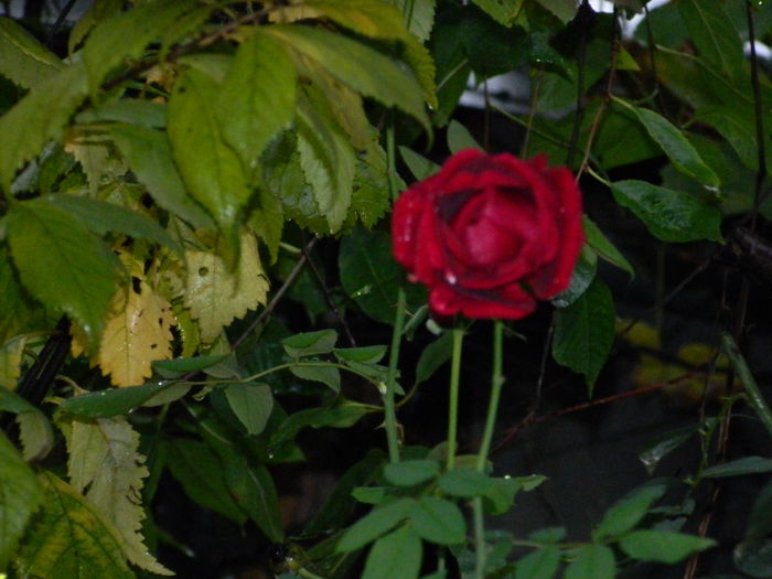 DSCN1709 - 2015_OCTOMBRIE_3