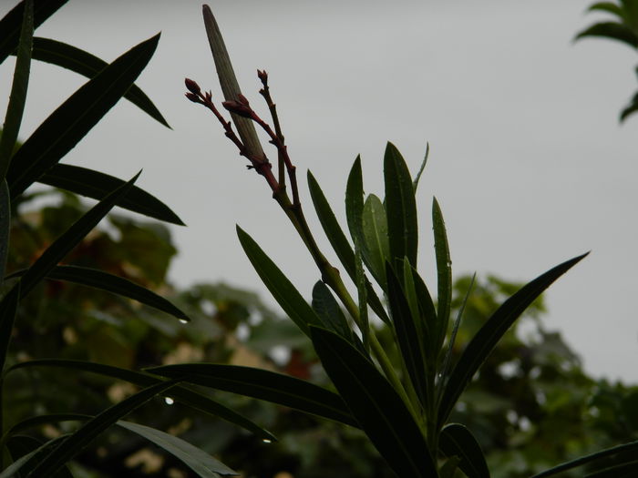 DSCN1713 - 2015_OCTOMBRIE_3