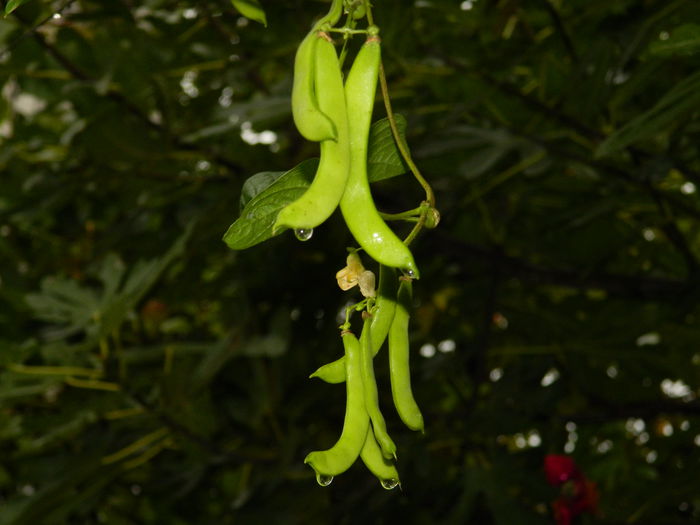 DSCN1716 - 2015_OCTOMBRIE_3