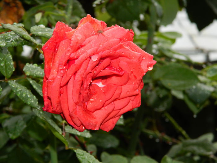 DSCN1717 - 2015_OCTOMBRIE_3