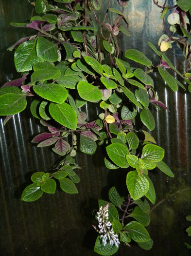 DSCN1726 - 2015_OCTOMBRIE_3