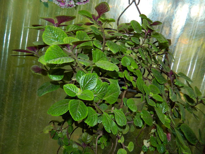 DSCN1727 - 2015_OCTOMBRIE_3