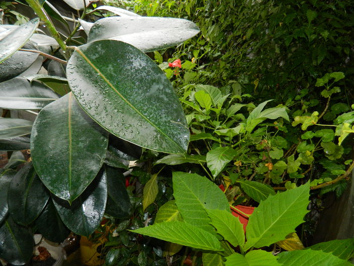 DSCN1729 - 2015_OCTOMBRIE_3