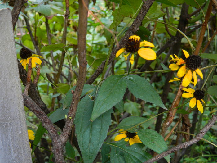 DSCN1741 - 2015_OCTOMBRIE_3