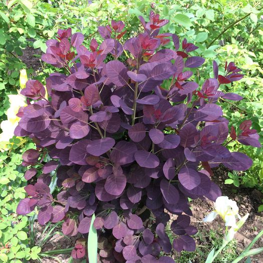 cotinus royal purple - gradina 2015