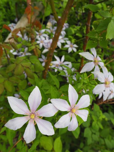 clematis utopia - gradina 2015