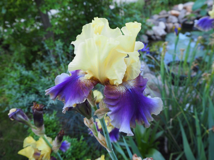 iris jurasic park - gradina 2015