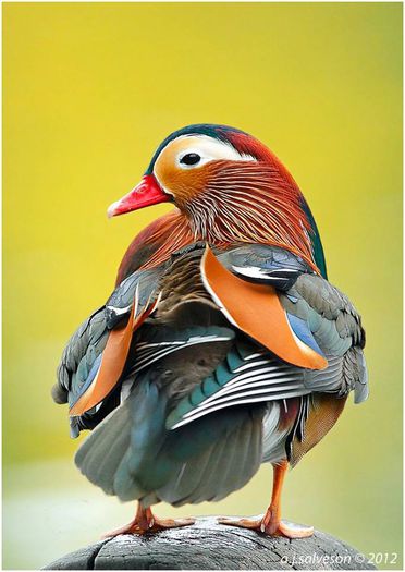 11863427_1504679486512213_1865290808982687647_n