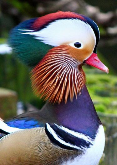 12019805_1504679496512212_7230330650081269943_n