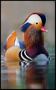 12036636_1504679593178869_2125299619003990330_n