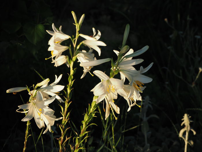 lilium candidum - gradina 2015