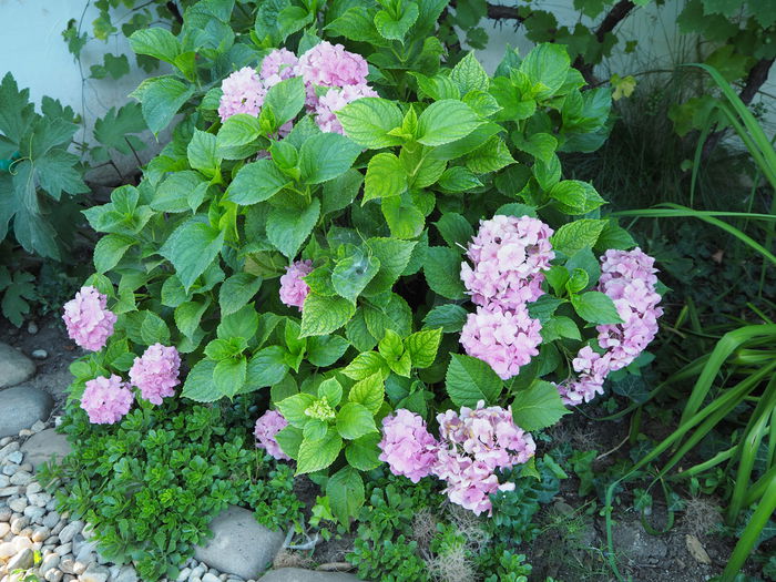 macrophylla