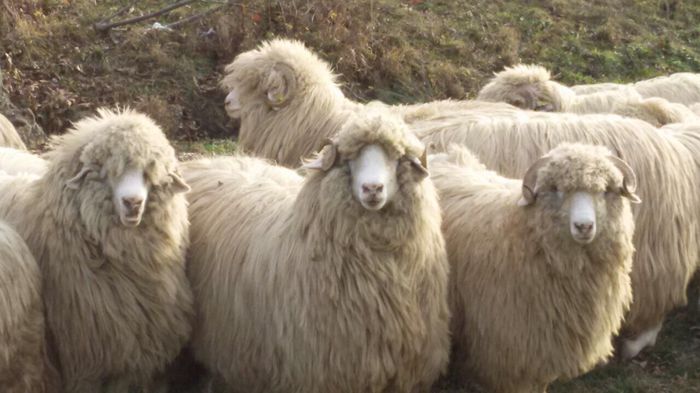 image-535ef2271dd24195ea4c27409b91cbf8d6d949aae5eed90de770a6333242a30b-V - oi bale