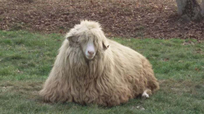 image-6fce9d5143f04565efb0402e0a4582b76c79cc1aa6070dc1a3c85911b5a3ebcf-V - oi bale